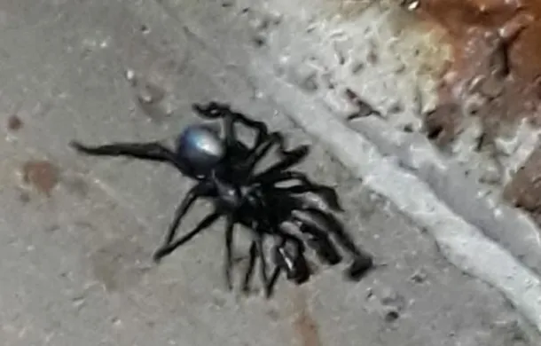 araña