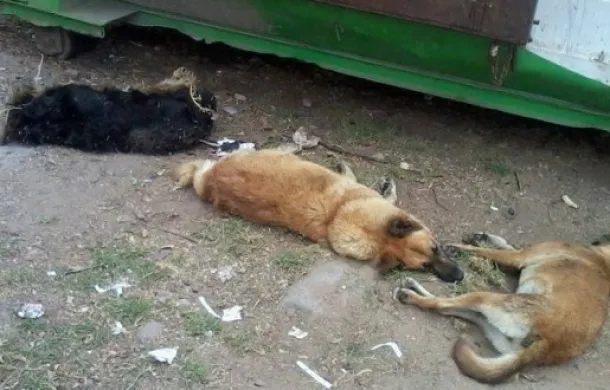 envenenamiento perros