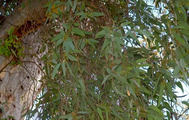 eucalipto arbol