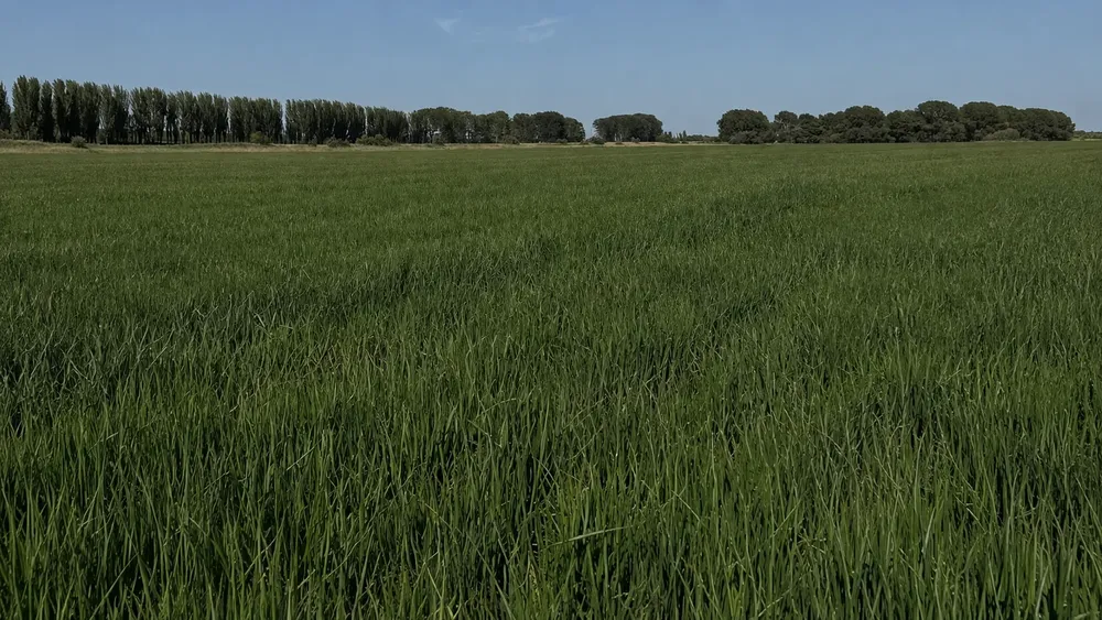 CAMPO