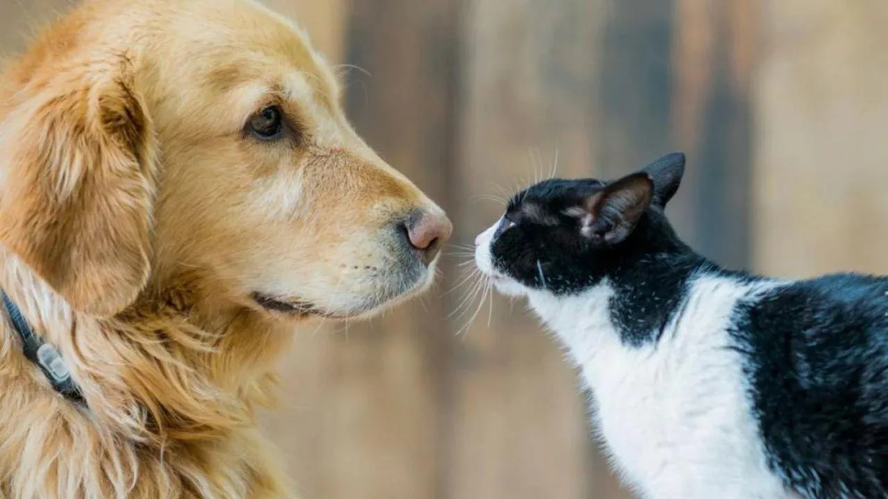PERRO-GATO
