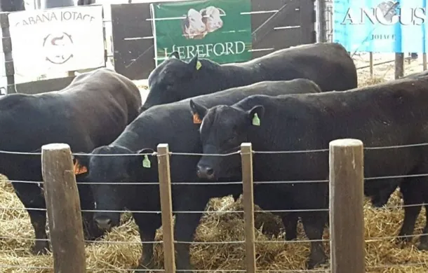 zara remate cabaña jotace