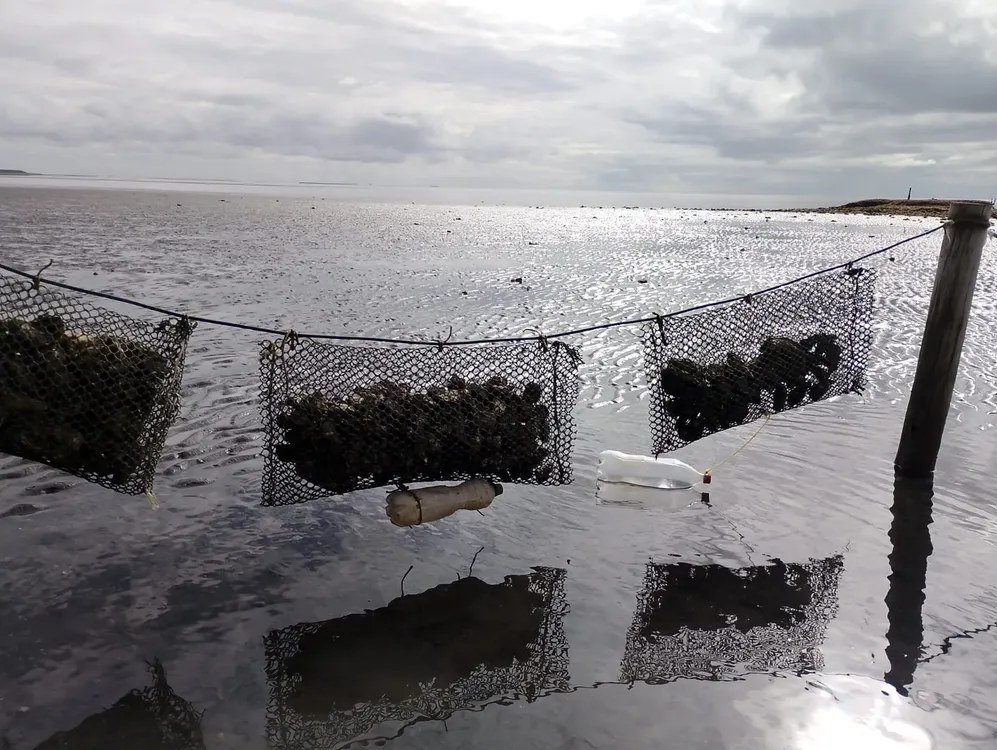 OSTRAS EN LOS POCITOS