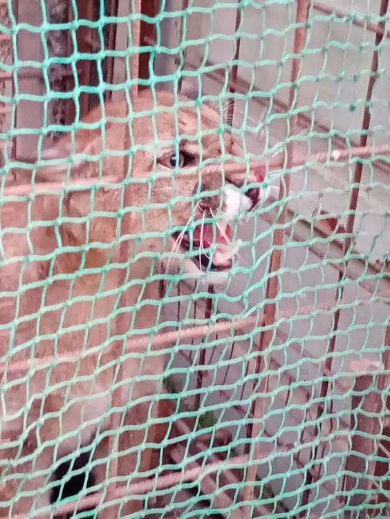 PUMA EN EL CENTRO DE PATAGONES