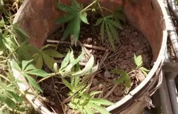 marihuana