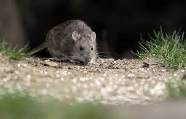 roedor hantavirus