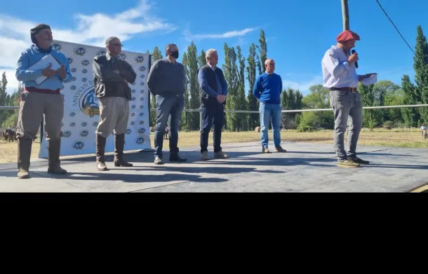 caballos exposicion
