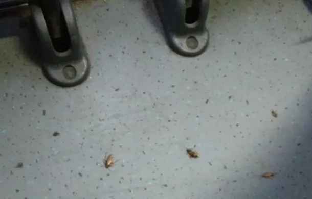cucarachas