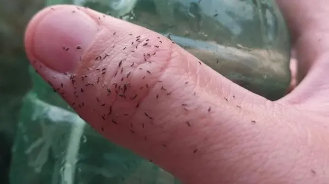 invasion-insectos-piojillo