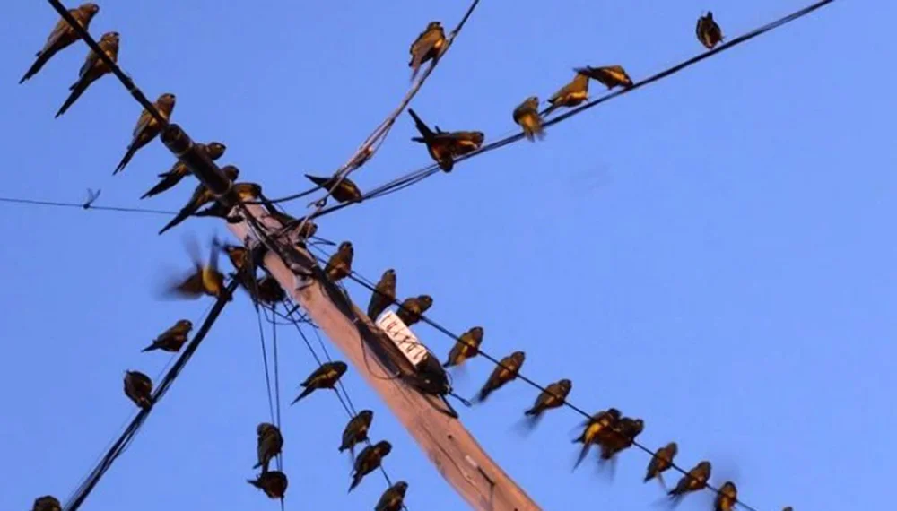 loros-barranqueros-villarino-cable