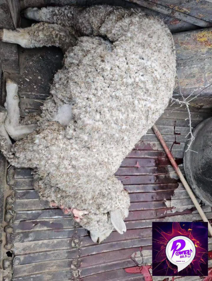 490756118_1082666567220521_914900375828998415_n