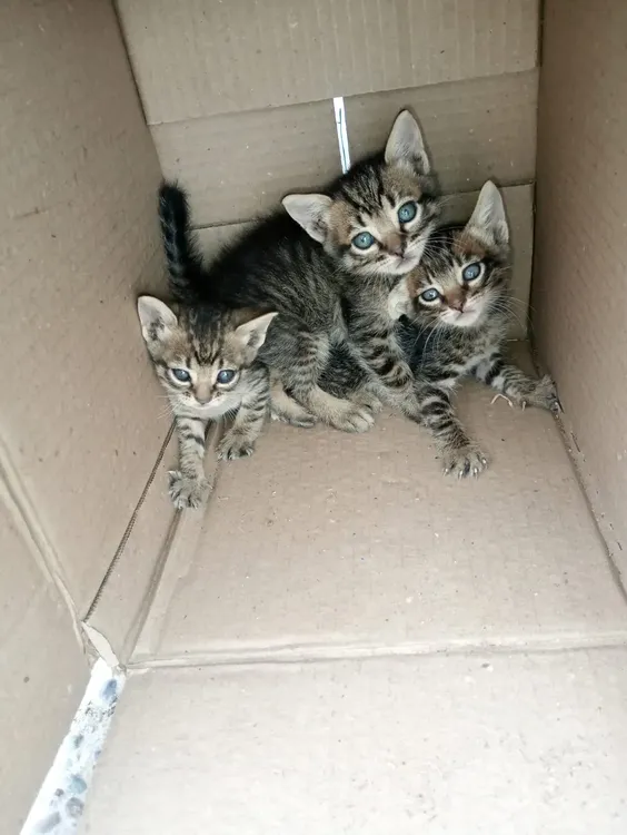 GATITOS ABANDONADOS