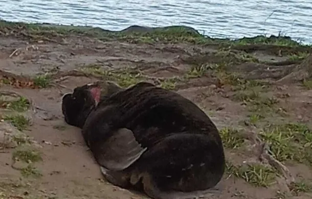 lobo marino el malecon