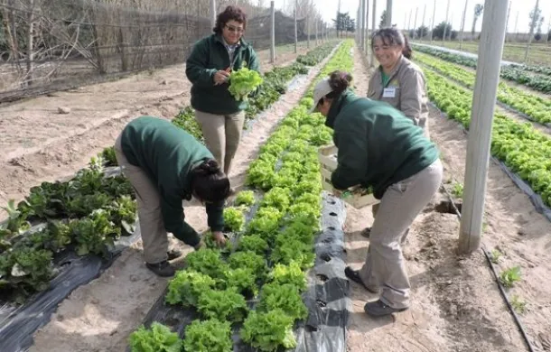 relevamiento horticultores