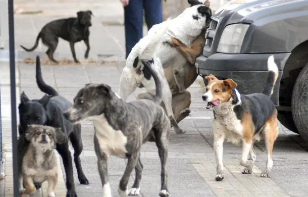 perros callejeros