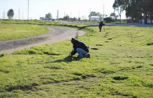 patagones forestación distrito