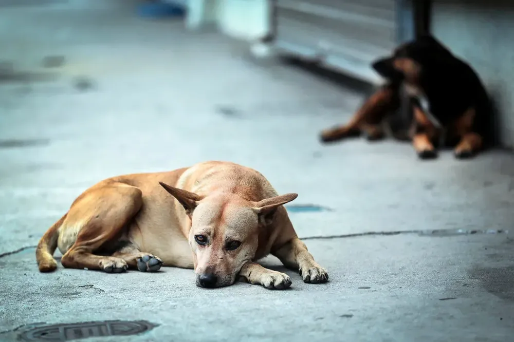perros callejeros
