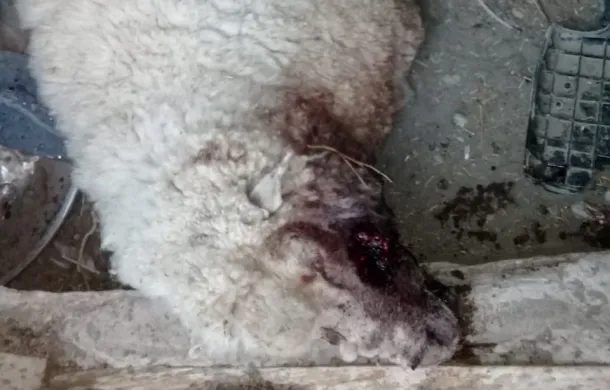 cochengo nahuelfil ovejas perros