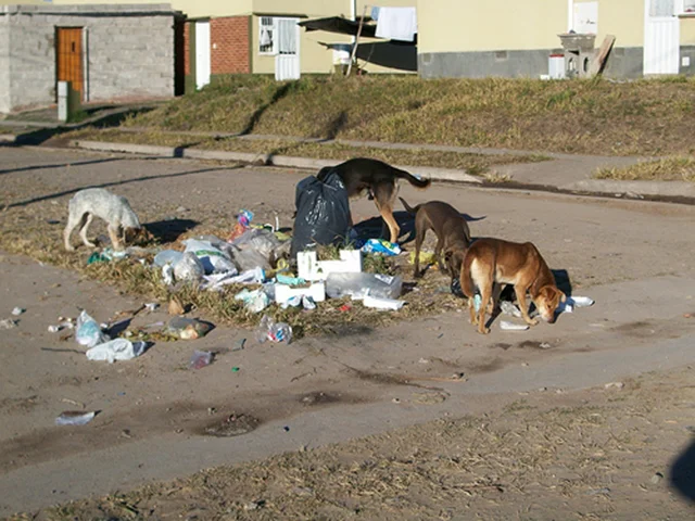 PERROS SUELTOS