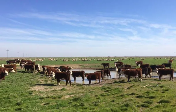 ganaderia produccion patagones
