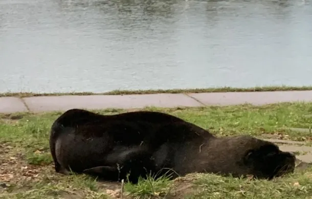 lobo marino costanera