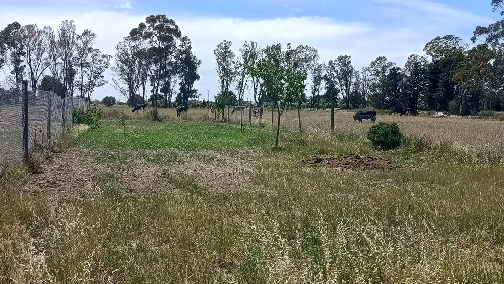 imagen_2024-11-06_151617399