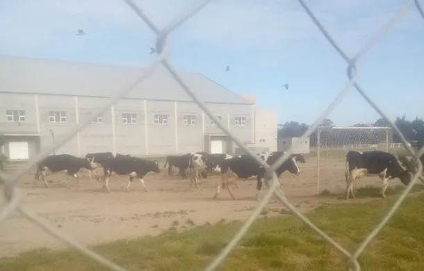 polideportivo vacas