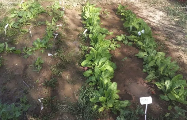 siembra primavera verano