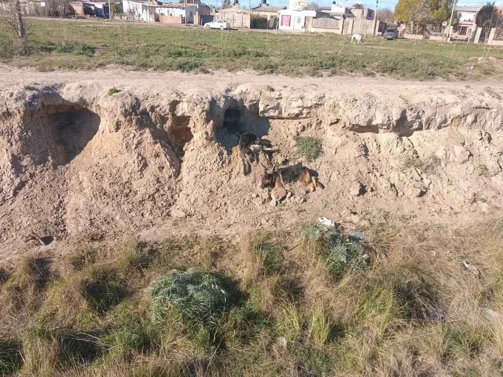 PERROS ENVENENADOS