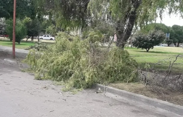 caidas temporal ramas arboles viento