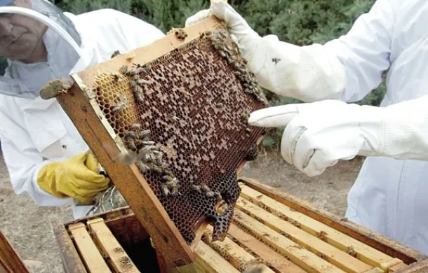 apicultura