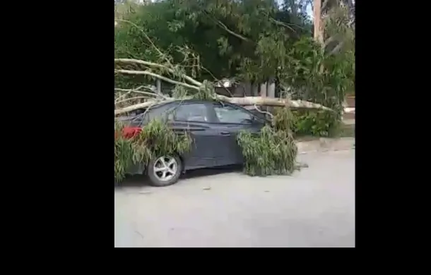arbol auto poste