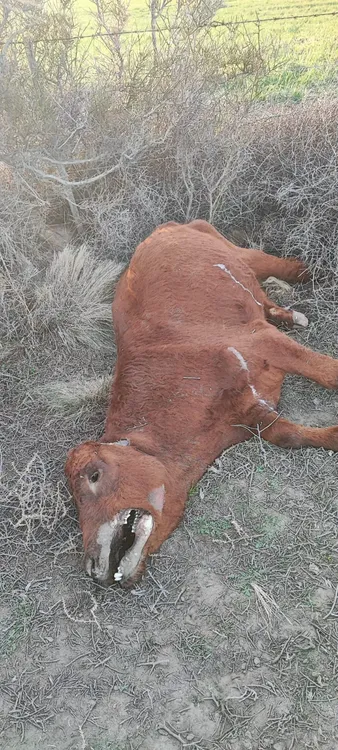 VACA MUTILADA