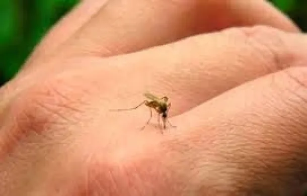 dengue